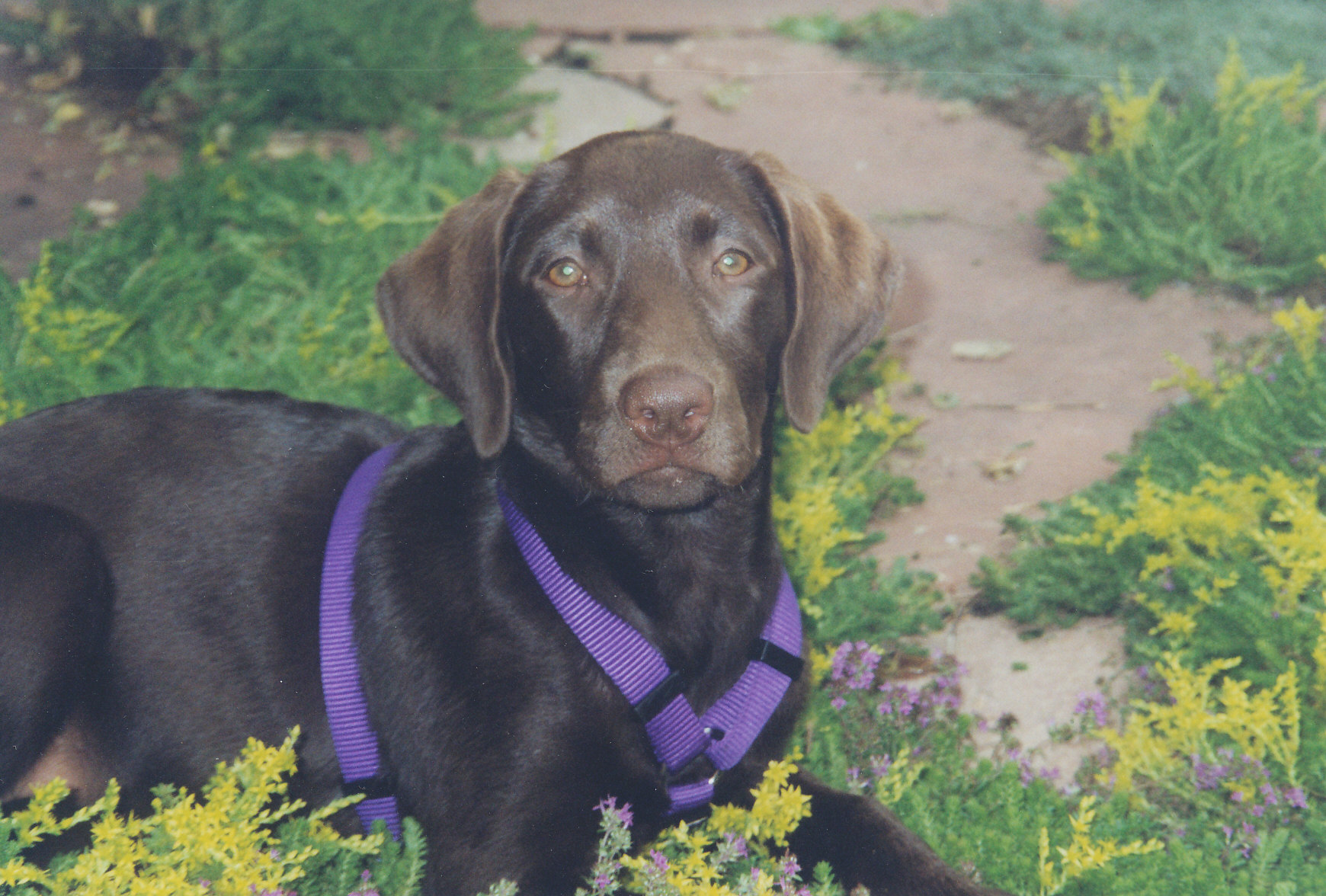 Brandy Wilbur Pie, the chocolate Lab who inspired the company.